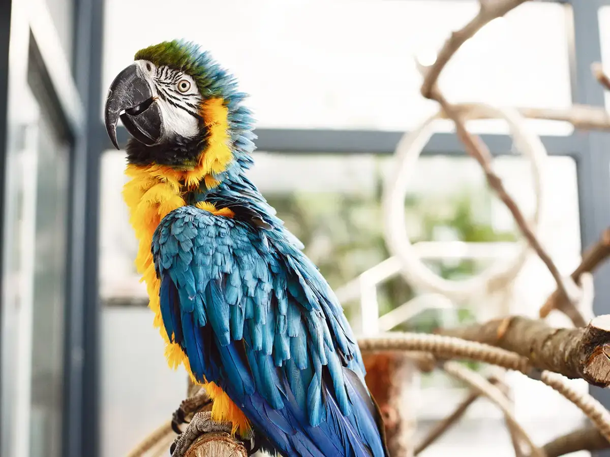Papuga: Kim jest ten barwny i inteligentny ptak?