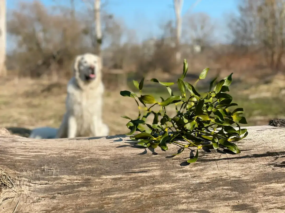 Czy jemioła jest trująca dla psa? Objawy i zagrożenia dla zdrowia