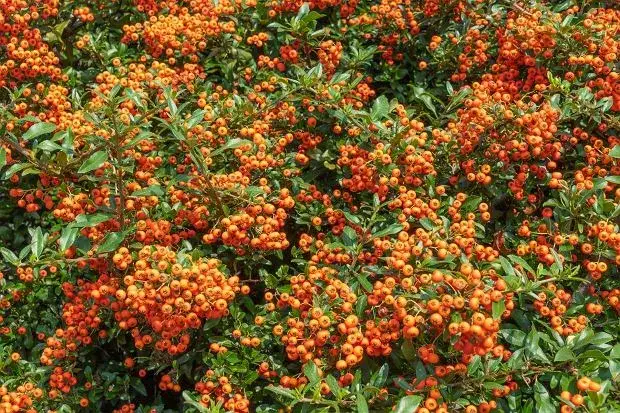 Jak gęsto sadzić ognik szkarłatny, by uzyskać piękny żywopłot?