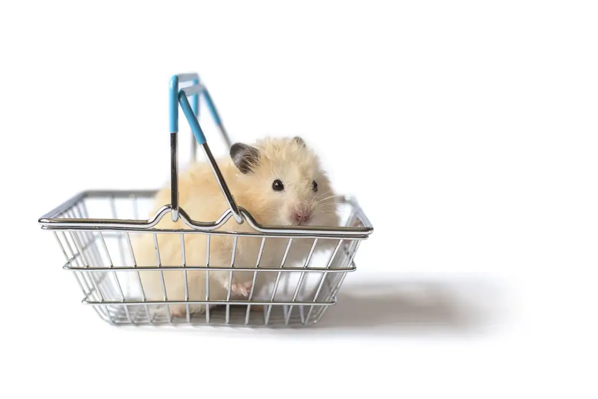 Transporter dla chomika: Jaki wybrać i jak bezpiecznie podróżować?