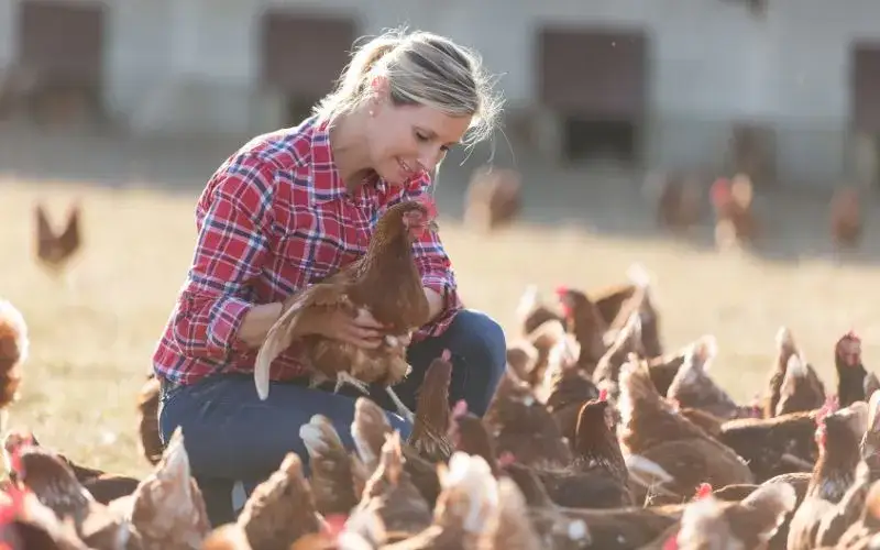 Jakie zboże dla kur zapewni zdrowie i lepszą nieśność?