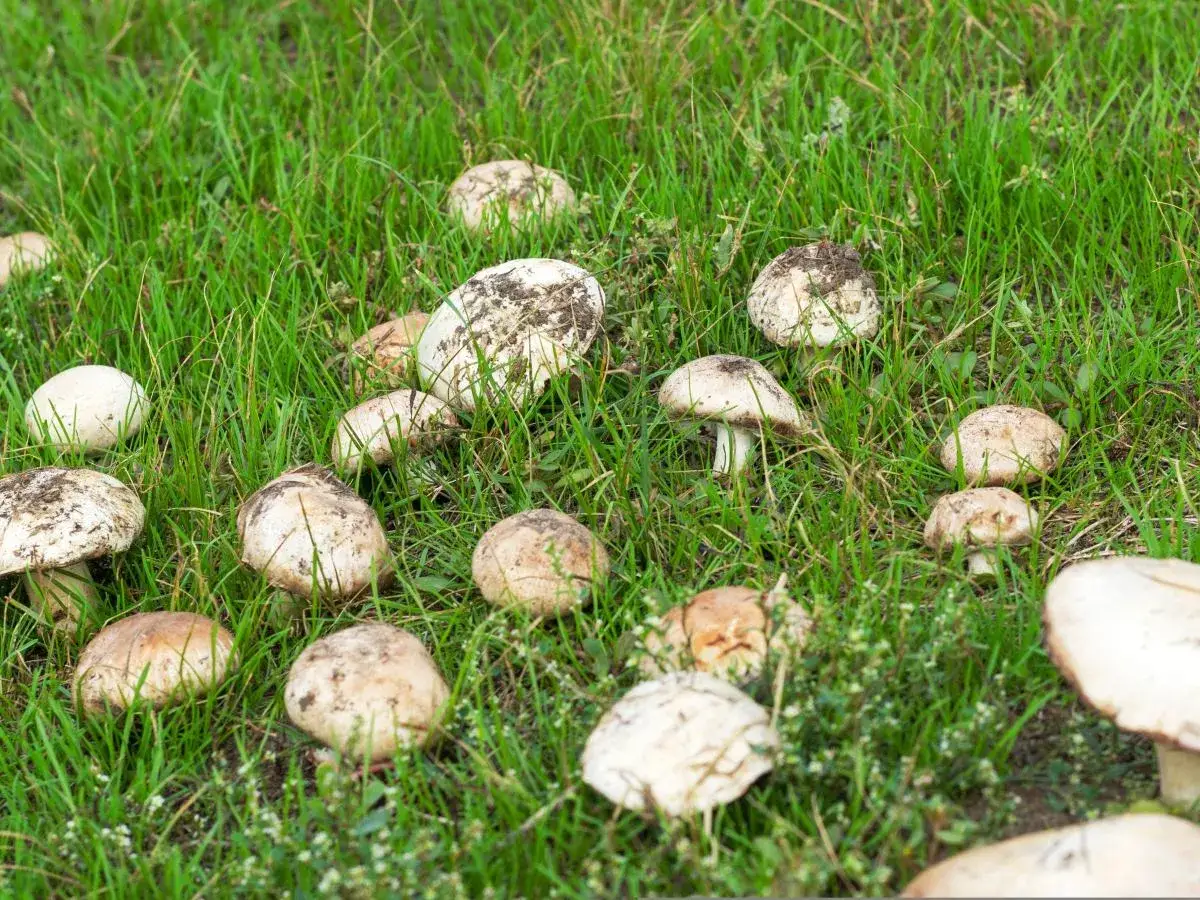 Kiedy sezon na pieczarki? Hodowlane cały rok, dzikie od maja