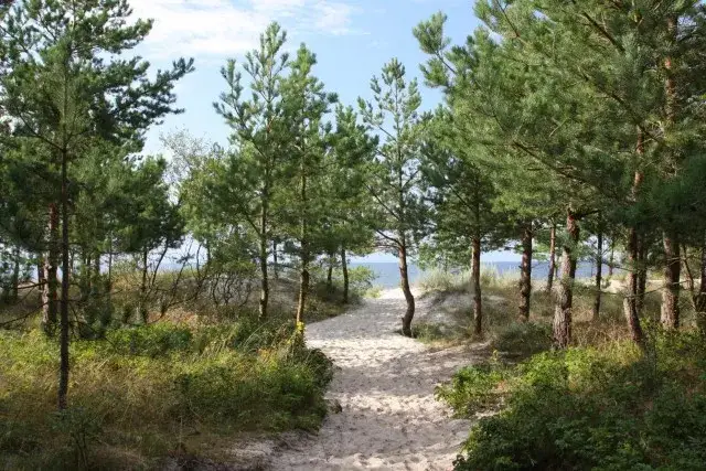 Najlepsze atrakcje w Rogowie, które musisz odwiedzić podczas wizyty