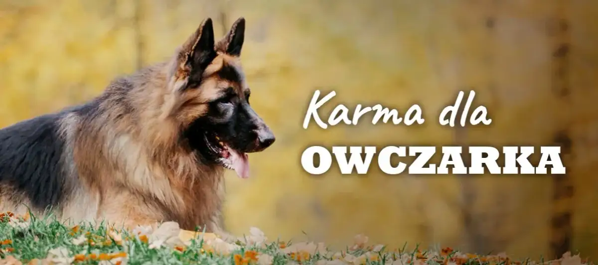 Ile suchej karmy dla owczarka niemieckiego - unikaj błędów w karmieniu