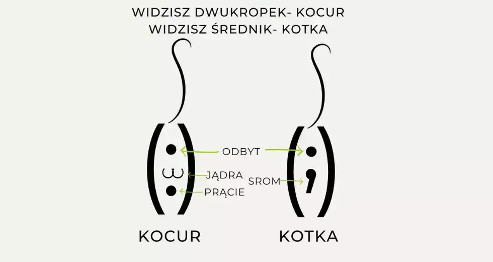 Jak odróżnić kota od kotki: proste metody identyfikacji płci