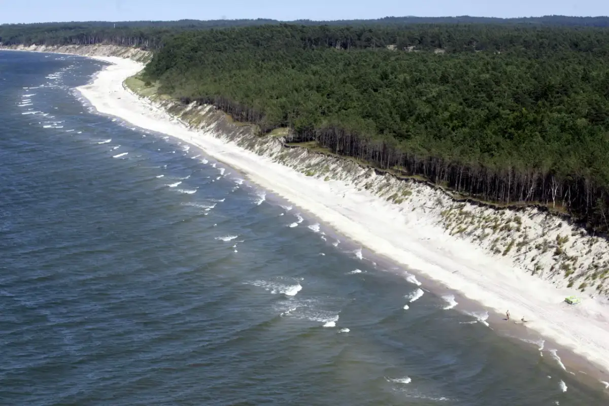 Plaża z sosnowym lasem i falami na morzu.