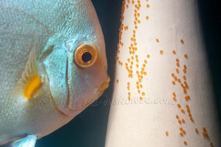 Jak rozmnażają się ryby? Odkryj sekrety tarła i ikry!
