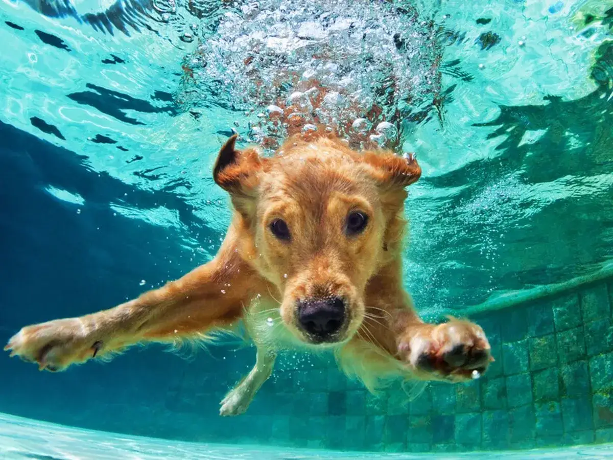 Złoty retriever zanurza się pod wodą, pokazując, jak pływać pieskiem. Bąbelki unoszą się wokół jego pyska, gdy płynie w kierunku aparatu.