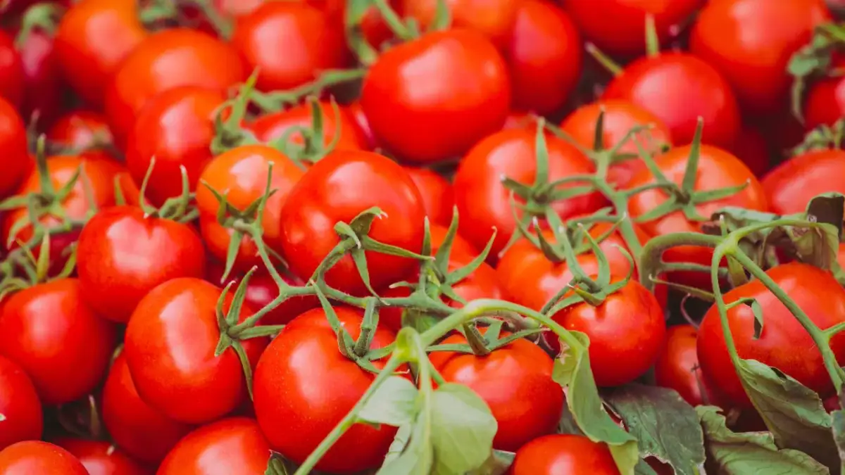 Die besten Tipps: So bewahre ich Tomaten richtig auf, um Geschmack zu erhalten