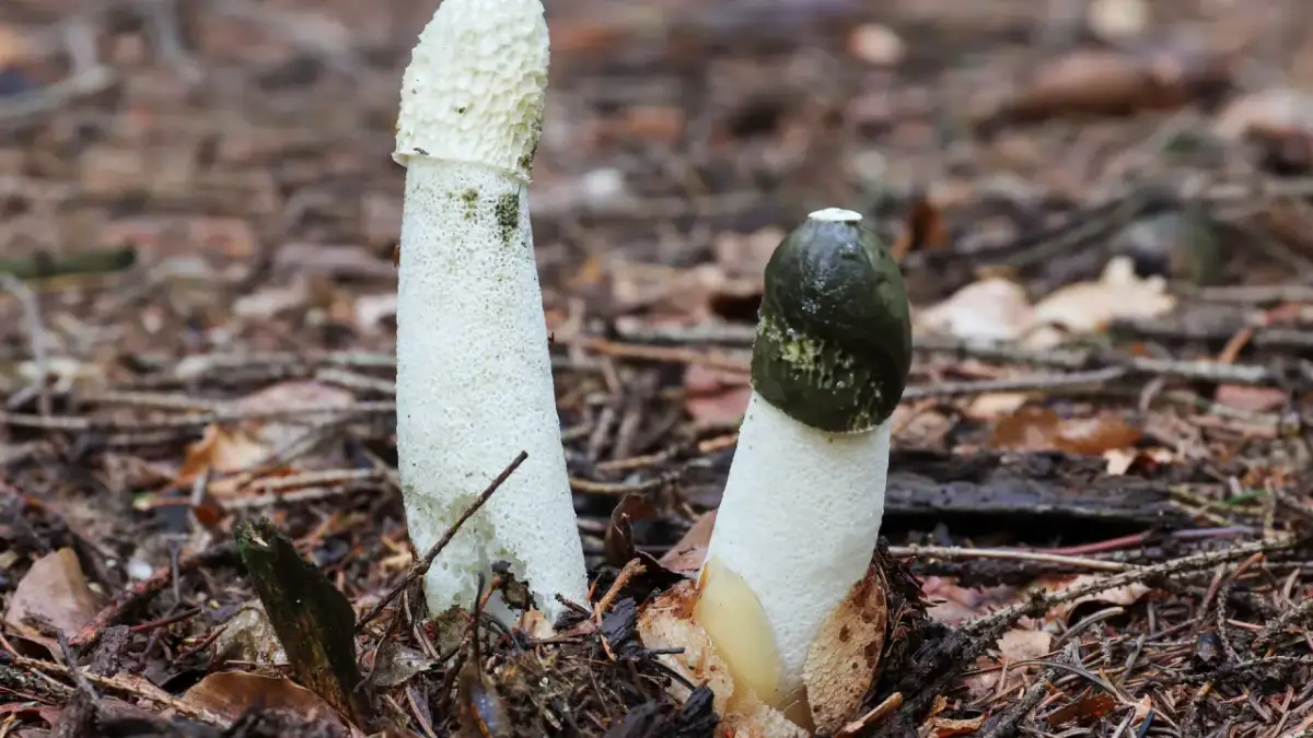 Gdzie kupić sromotnik bezwstydny nalewka – najlepsze oferty i ceny