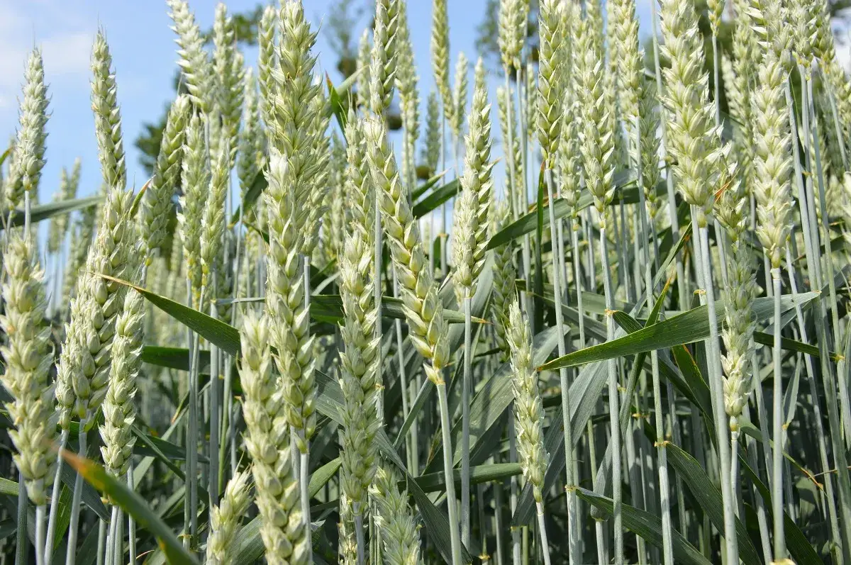 Kiedy siać pszenicę ozimą, aby uniknąć problemów z plonami?