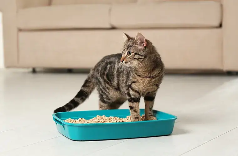 Dlaczego kotka sika? Poznaj przyczyny i jak im zaradzić