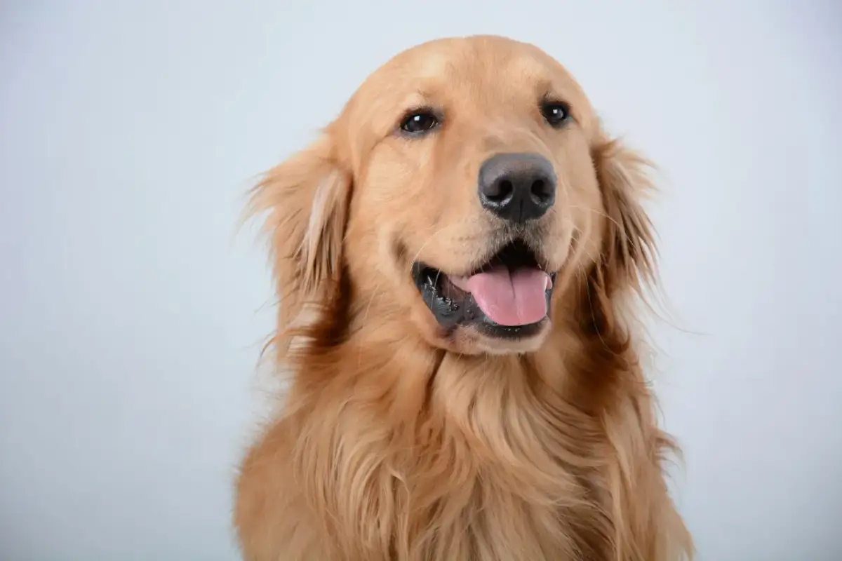 Uśmiechnięty golden retriever z wystawionym językiem. Zastanawiasz się, ile powinien ważyć golden retriever?