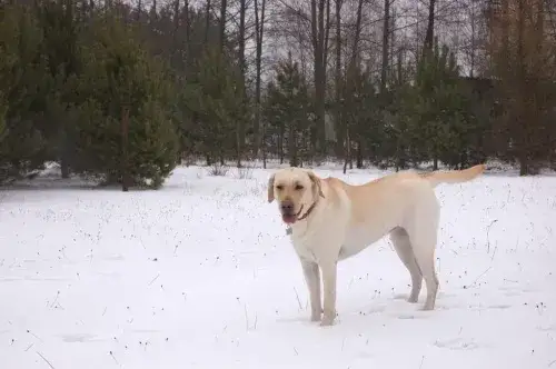 Jak wytresować labradora, aby unikać problemów z zachowaniem?