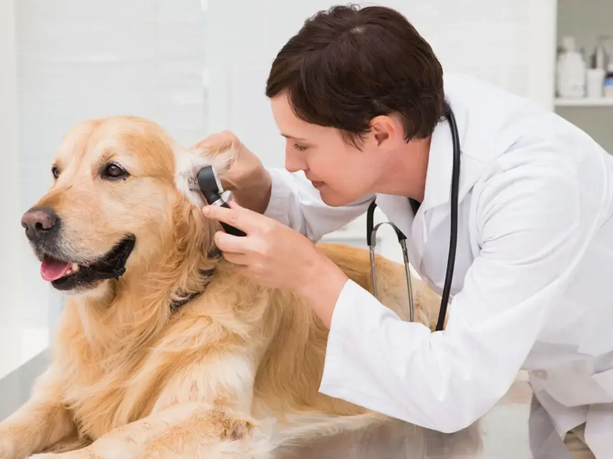 Weterynarz w niedzielę? Sprawdź, jak szybko znaleźć pomoc!