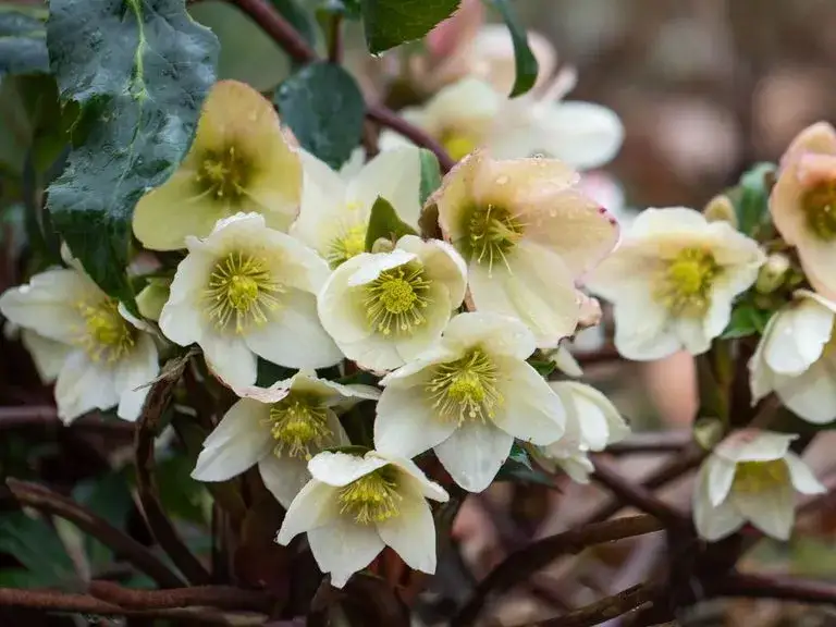 Kiedy sadzić ciemierniki? Sprawdź najlepszy termin i sekret kwitnienia