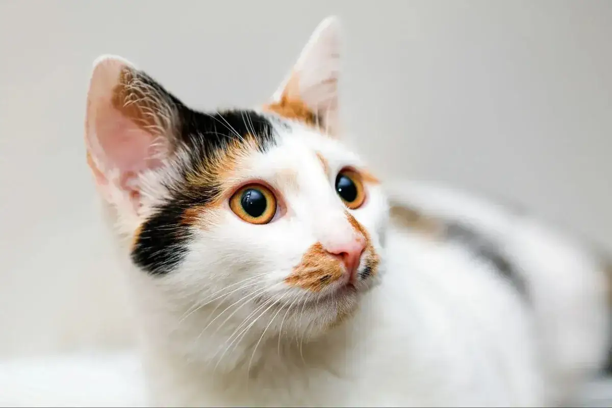 Cuánto vive un gato y qué factores afectan su longevidad