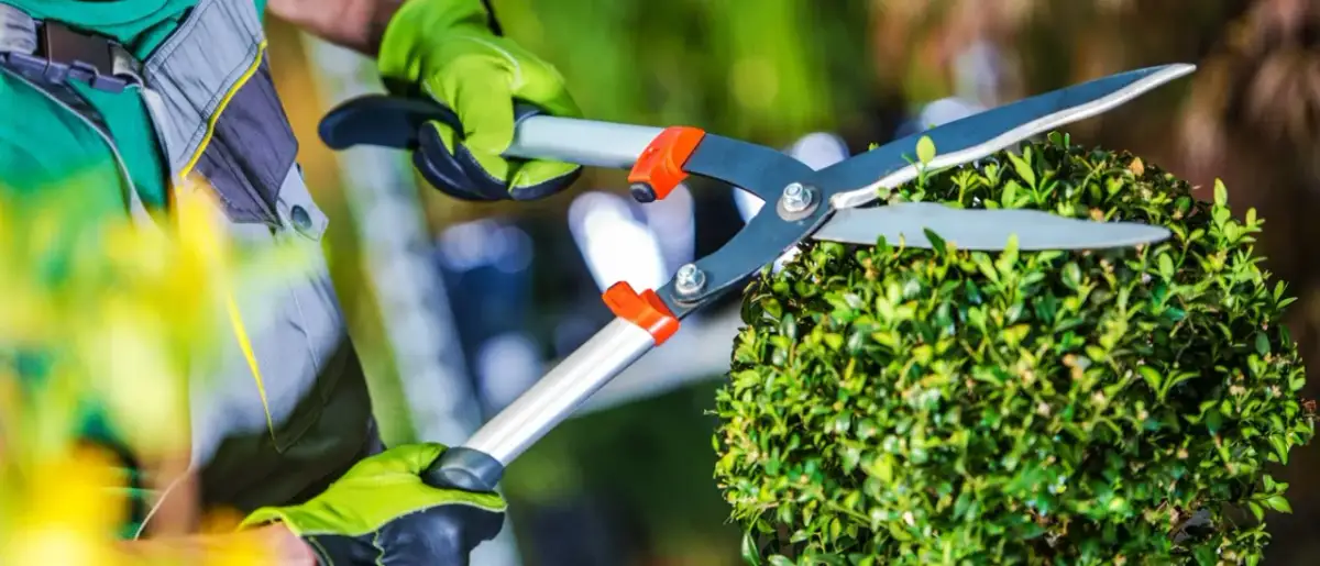 Ile zarabia pracownik zieleni miejskiej? Zaskakujące fakty o wynagrodzeniach