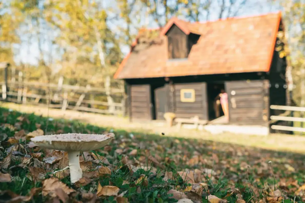 Bacówka Biały Jeleń: Noclegi, atrakcje, wesela. Czy to Twoje miejsce?