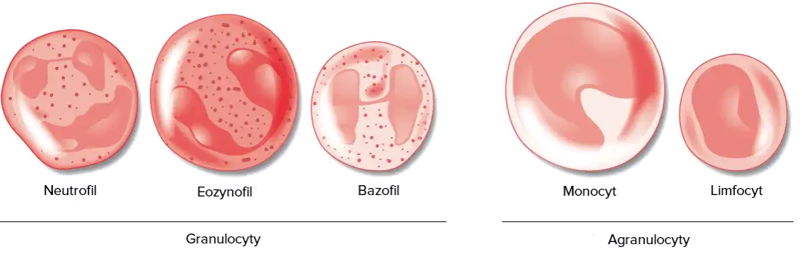 Podwyższony poziom limfocytów i monocytów – co to oznacza dla zdrowia?