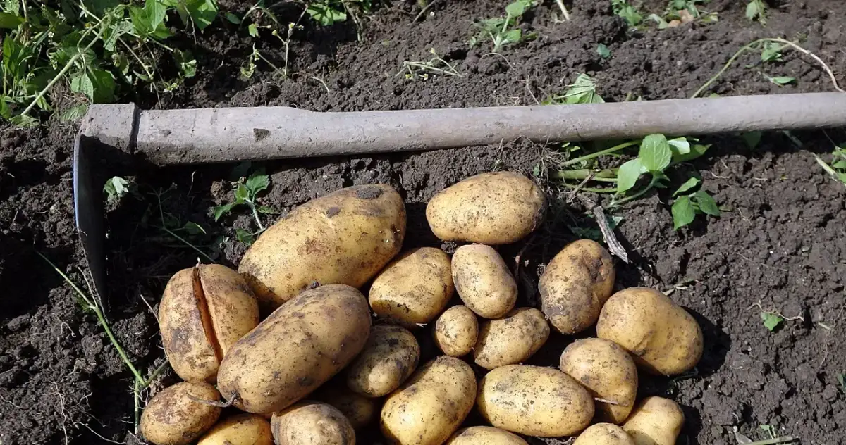 Co siać po ziemniakach, aby poprawić glebę i uniknąć chorób?