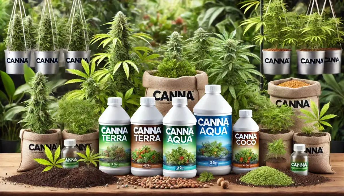 Kwitnienie Marihuany: Jaki Nawóz? P i K kluczem do sukcesu