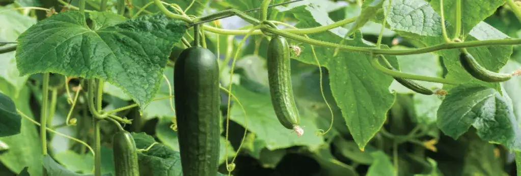 Jak uprawiać ogórki w szklarni, aby uniknąć najczęstszych błędów