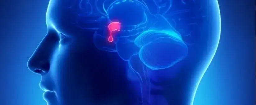 Gruczolak przysadki a psychika: objawy, diagnoza, leczenie i powrót do równowagi