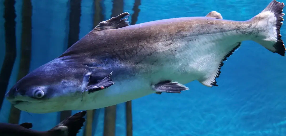 Panga: zdrowa czy nie? Fakty, mity i na co uważać