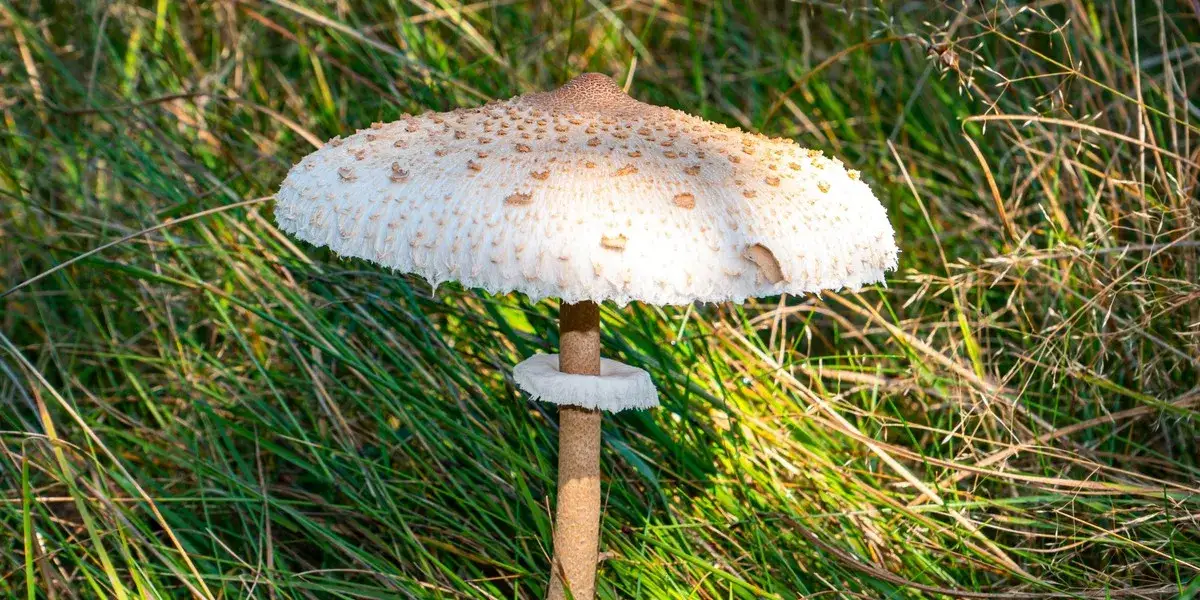 Kiedy jest sezon na kanie? Odkryj najlepszy czas na zbieranie tych grzybów