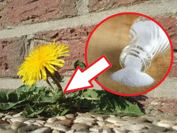 Chwast: Jak pozbyć się niechcianych roślin i ozdobić wnętrza