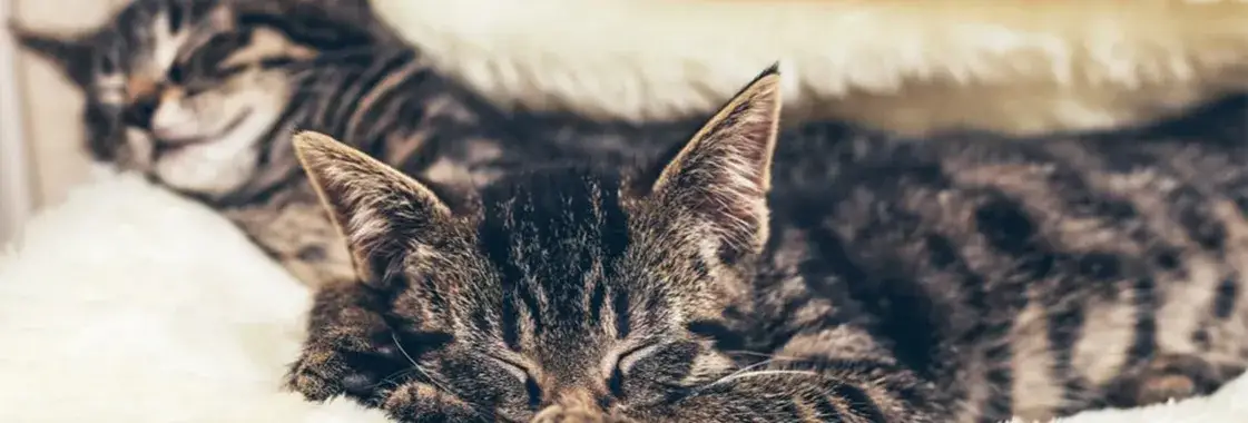 Jak tata mówi do kotka? Poznaj tajemnicę legendy o sierściuchu