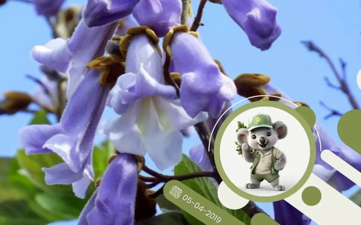 Cesarskie drzewko szczęścia jak uprawiać – klucz do sukcesu w ogrodzie