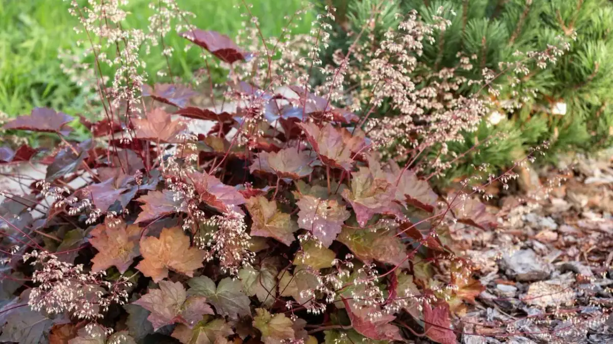 Idealne miejsca na żurawki – uniknij najczęstszych błędów w sadzeniu