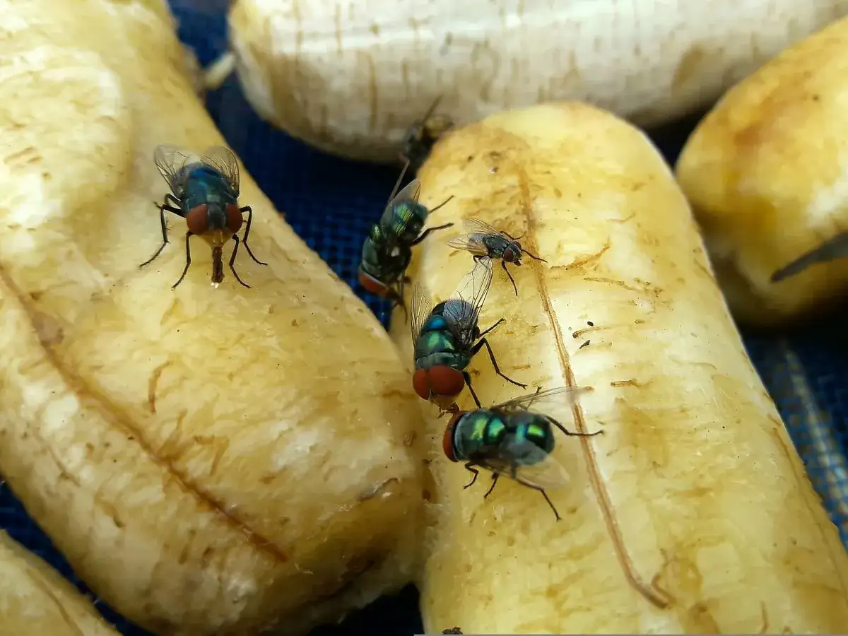 Muchy na tarasie? Poznaj 15+ metod na spokój przez całe lato!