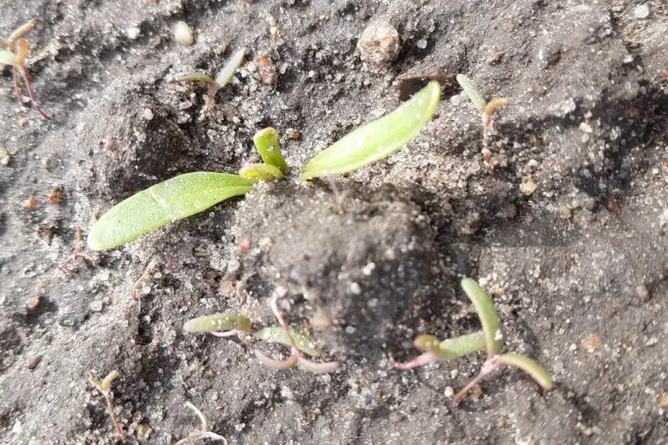 Komosa chwast: jak skutecznie zwalczyć i wykorzystać w kuchni