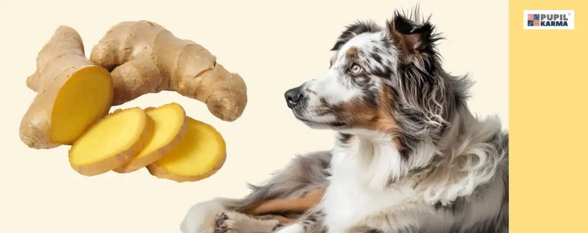 Imbir dla psa? Ekspert radzi: dawkowanie i zagrożenia