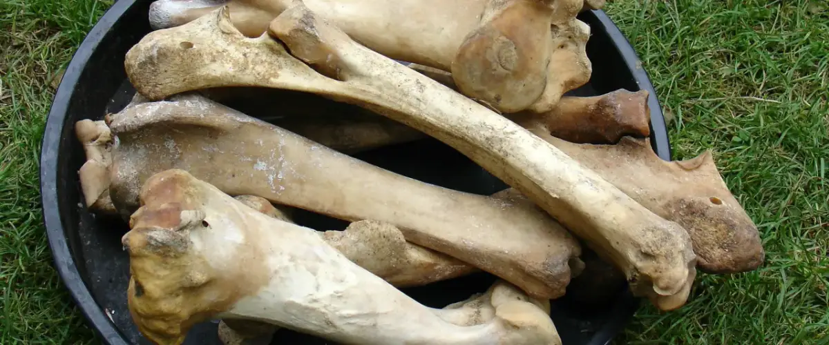 Kości wołowe dla psa: Bezpieczne czy ryzykowne? Decyzja należy do Ciebie