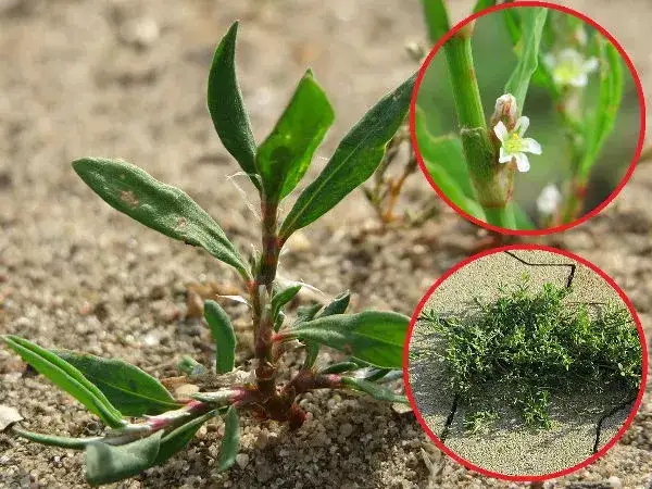 Jak skutecznie zwalczyć rdest chwast i chronić swoje uprawy