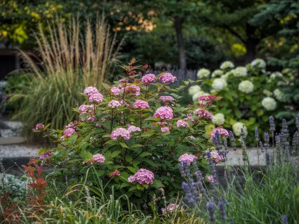Tawuła japońska: Jaka rozstawa zapewni piękny ogród?