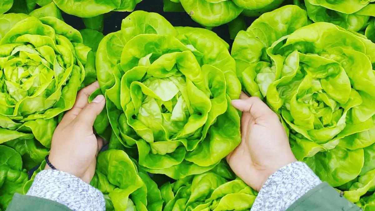 Jaki nawóz do sałaty? Sprawdź, jak uniknąć błędów w uprawie
