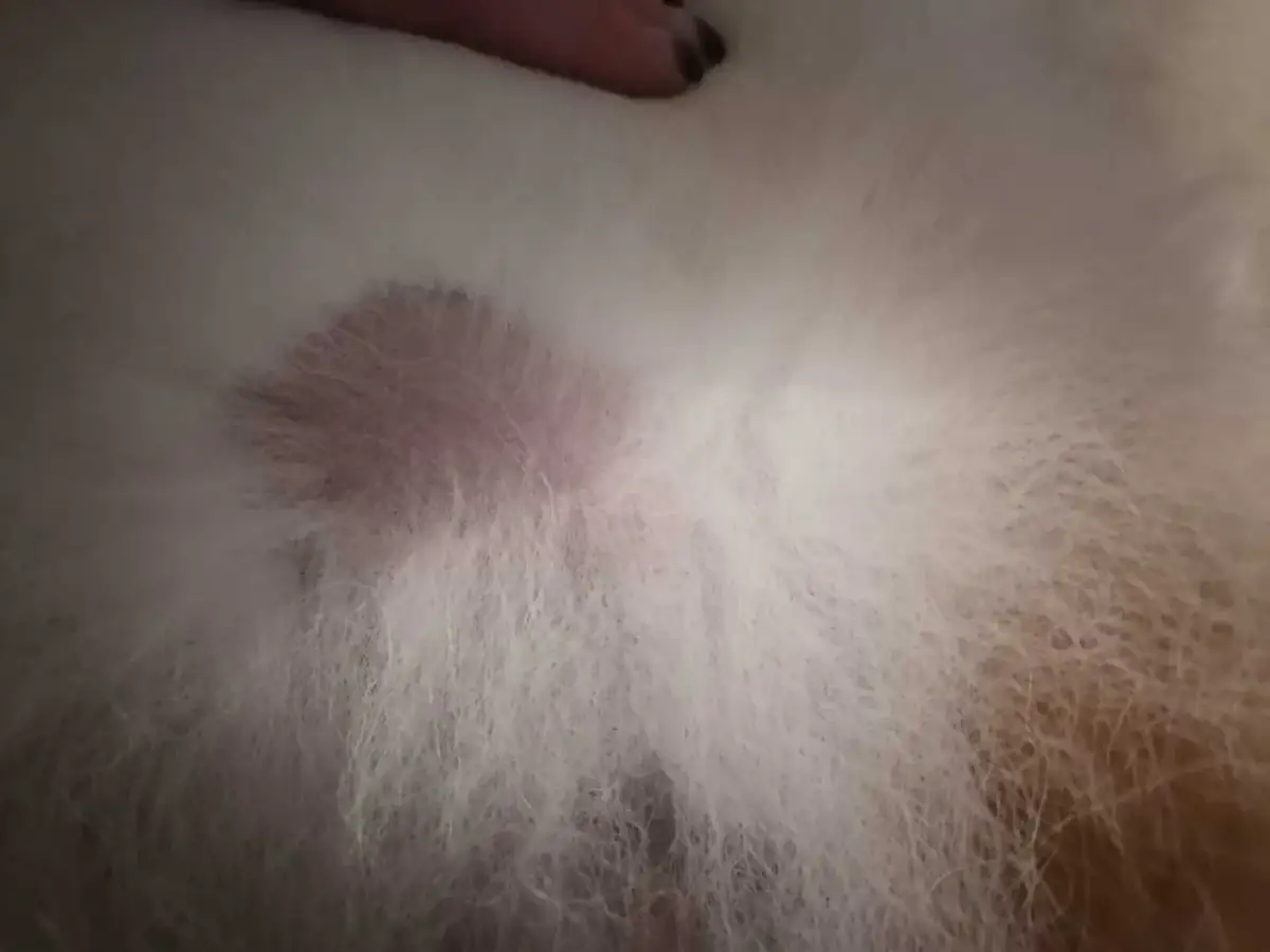 Wypadanie sierści u psa: Przyczyny, objawy i jak pomóc?