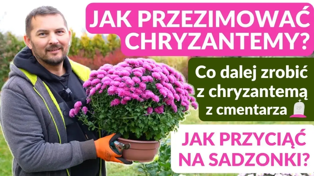 Jak wyhodować chryzantemy z cmentarza i zachować wspomnienia bliskich