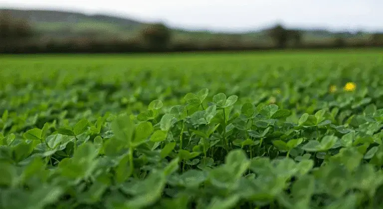 Jaka roślina jest symbolem Irlandii i dlaczego ma to znaczenie?