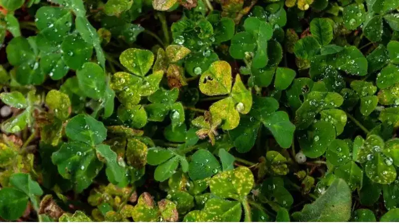 Jak rozpoznać chwast podobny do koniczyny i skutecznie go usunąć