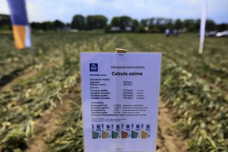 Jaki nawóz pod cebulę dymkę, aby uniknąć błędów w uprawie?