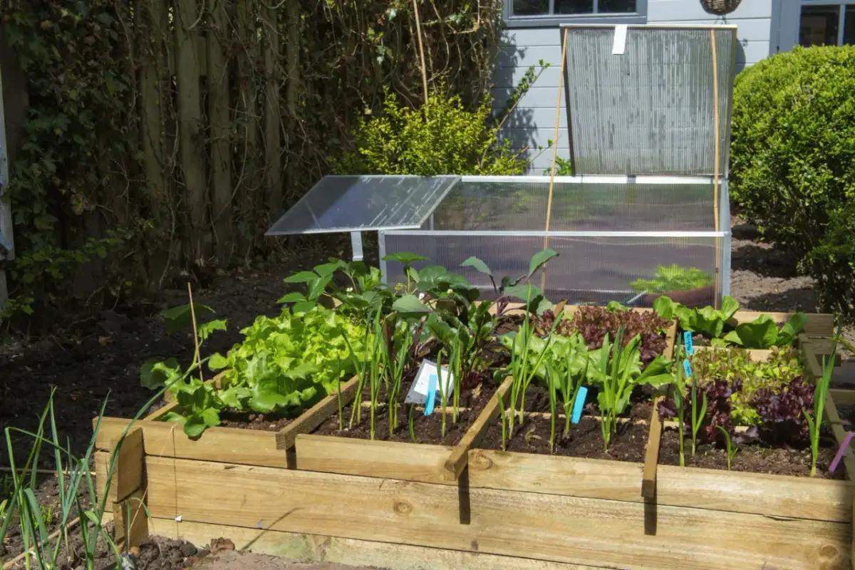 Jak siać warzywa w skrzyniach, aby uniknąć błędów i cieszyć się plonami