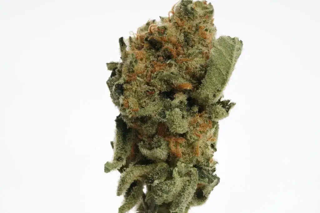 Amnesia Haze: Ile THC? Poznaj moc i legalność w Polsce