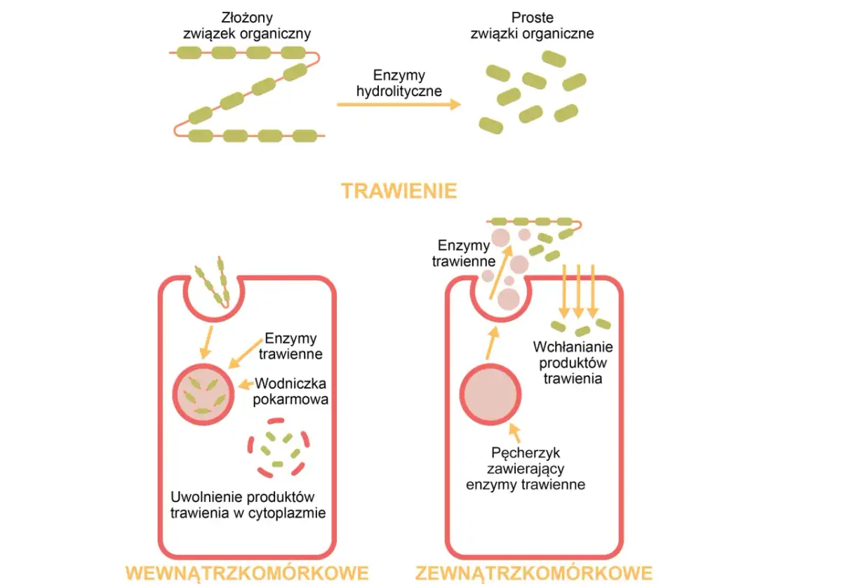 Enzymy trawienne: Co trawią, gdzie działają? Odkryj sekrety!