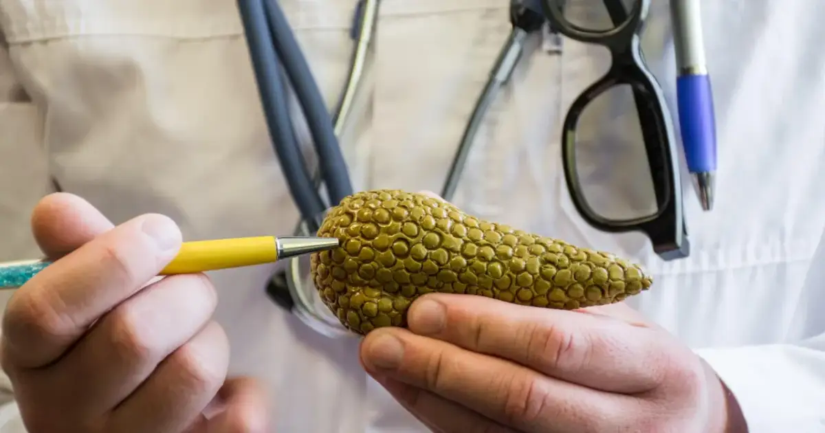 Lekarz pokazuje model trzustki, zastanawiając się, czy wysiłek szkodzi trzustce. W tle stetoskop i okulary.